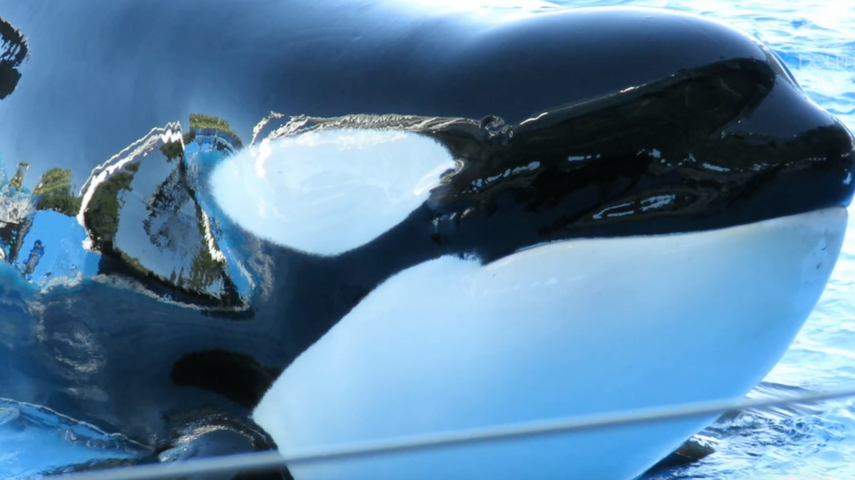 Katina, SeaWorld, credit: DolphinProject.com