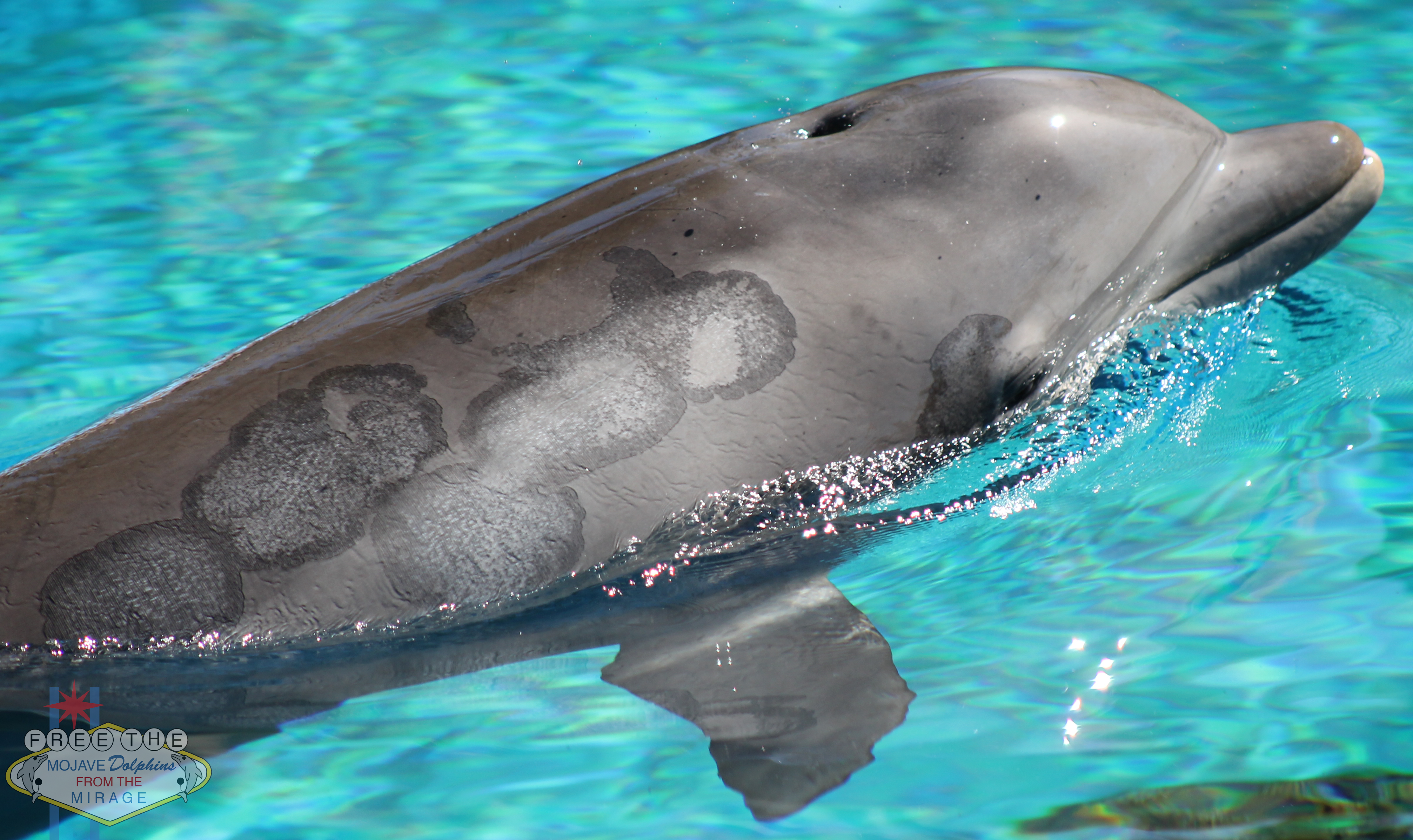 Skin Lesions on Captive Bottlenose Dolphin