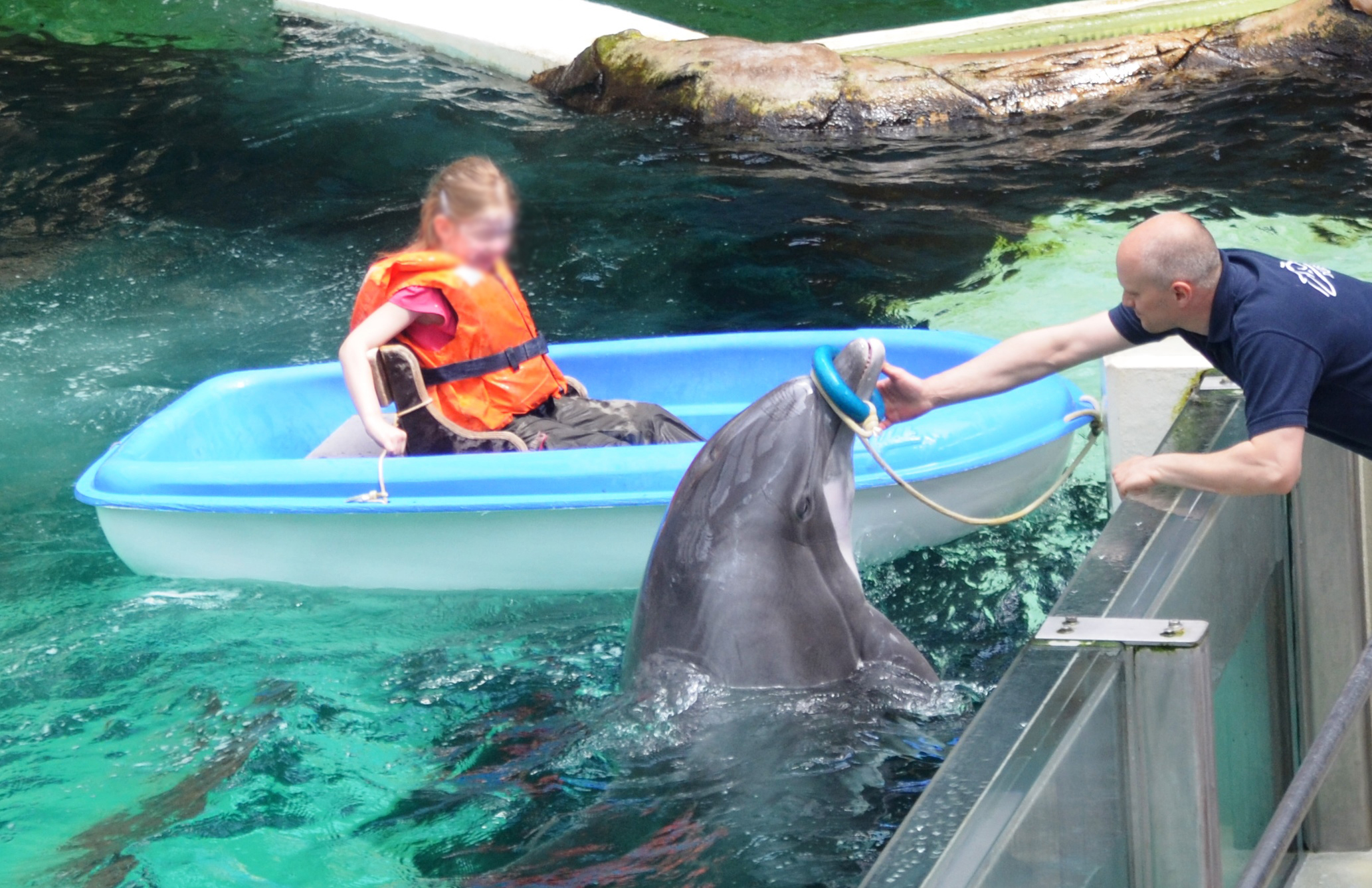 Captive bottlenose dolphin at Duisburg Zoo