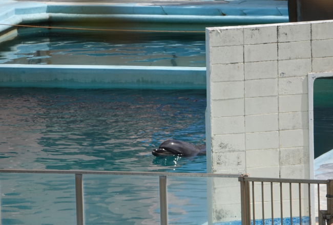 Bottlenose dolphin Honey abandoned in Inubosaki Marine Park Aquarium, city of Choshi in Chiba prefecture, Japan