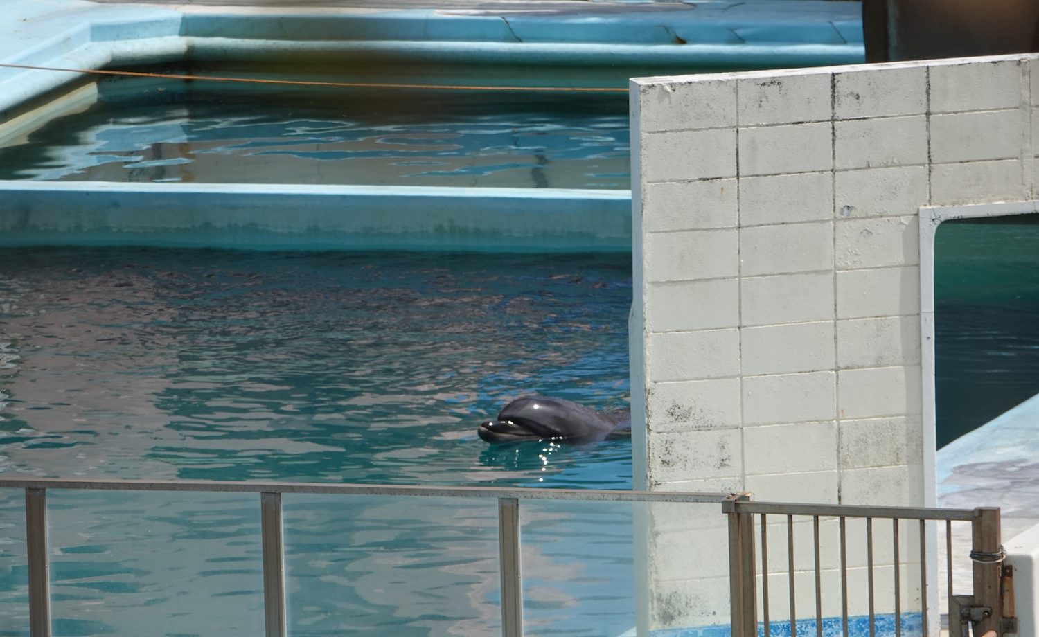 Bottlenose dolphin Honey abandoned in Inubosaki Marine Park Aquarium, city of Choshi in Chiba prefecture, Japan