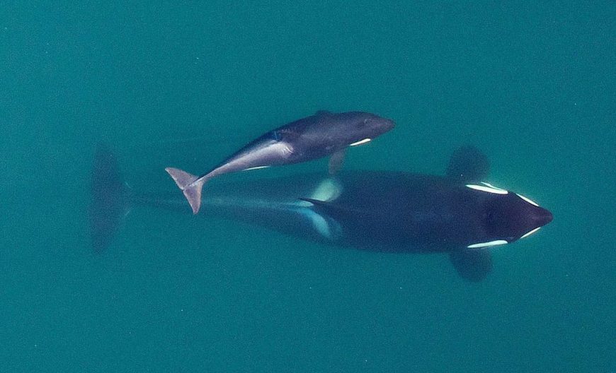 Scarlet/‘J50’ swims alongside her mother Slick/‘J16'