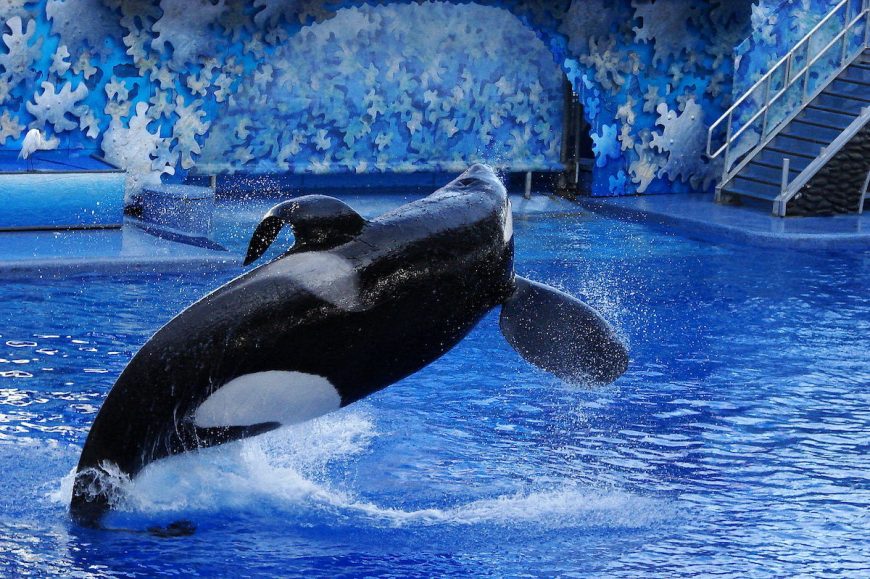 Tilikum: Creative Commons 3.0 License / Loadmaster (David R. Tribble)