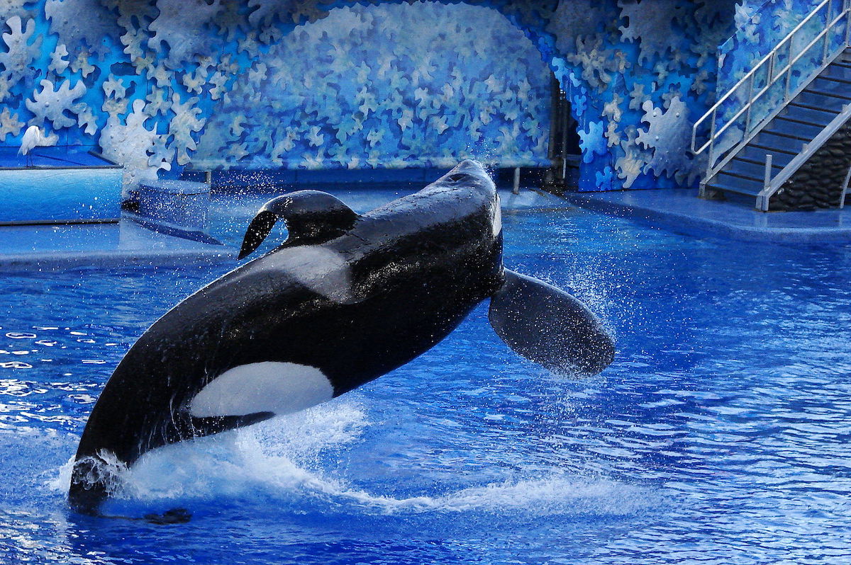 swim-tilikum-swim-dolphin-project