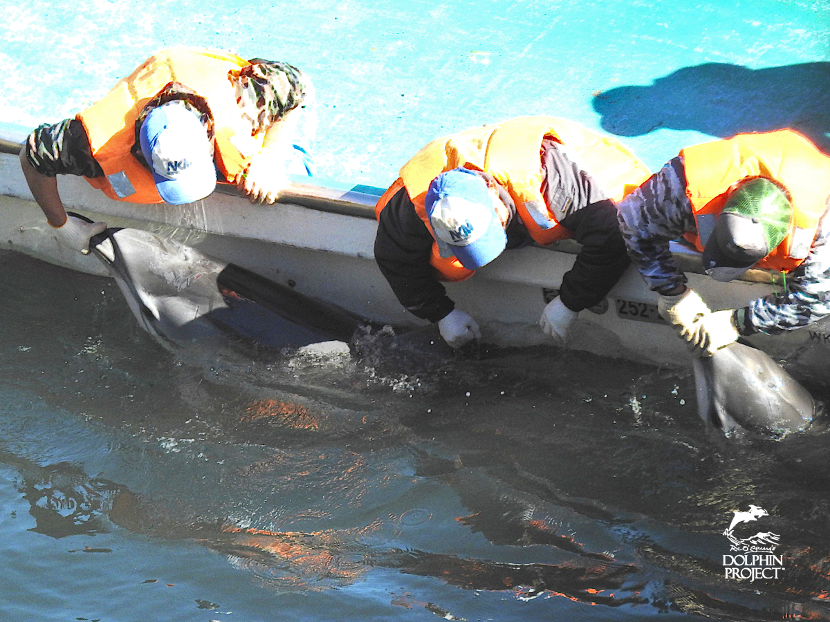 Hunters hold dolphins by their rostrums before slaughter, Taiji, Japan.