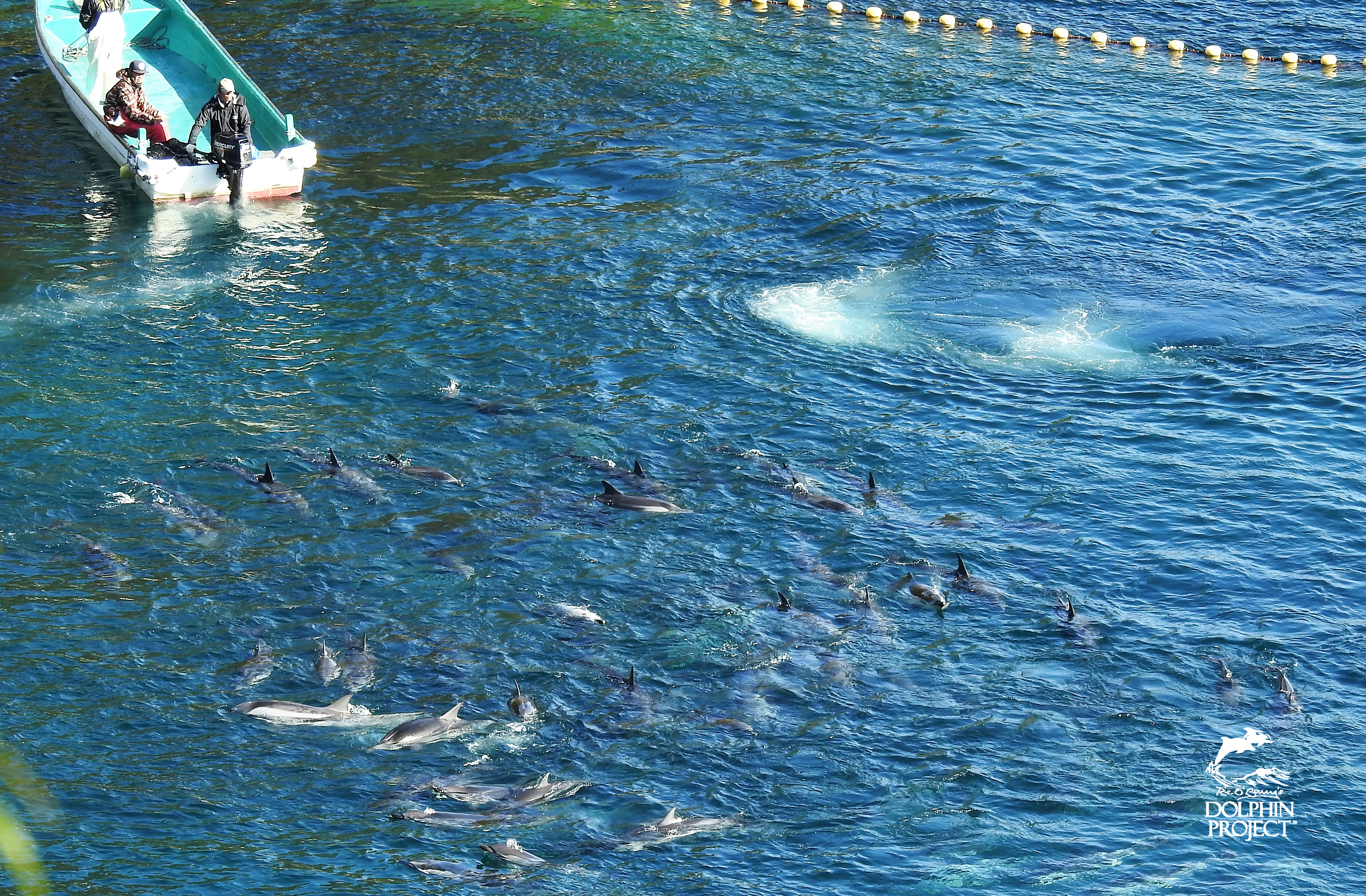 A pod of striped dolphins is driven into the Cove for slaughter, Taiji, Japan.