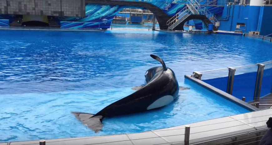 “Sad” SeaWorld Loses Another Orca | Dolphin Project