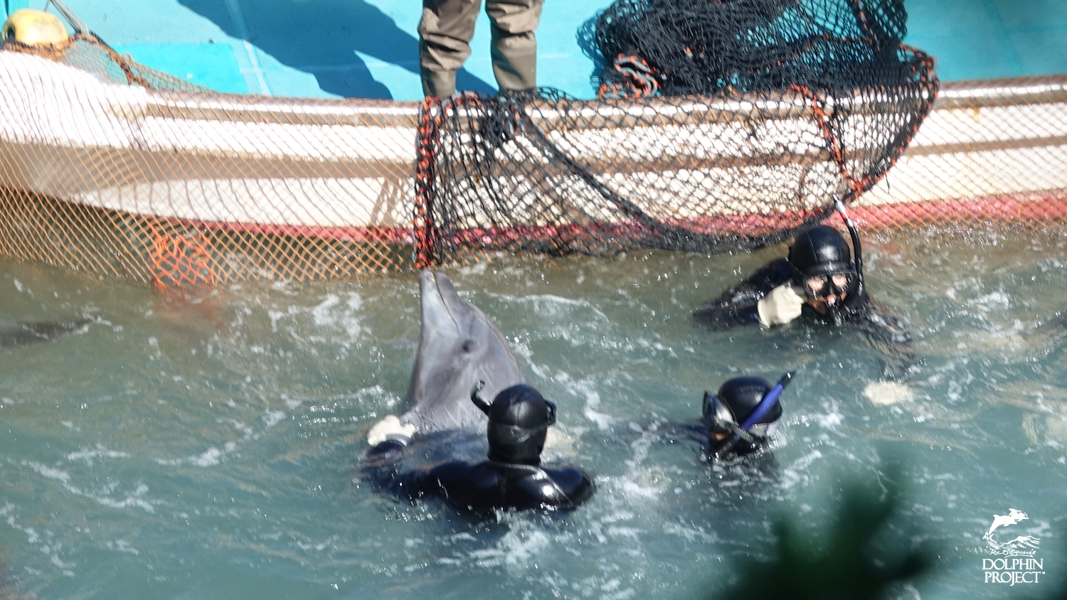 Bottlenose dolphin drive, Taiji, Japan.