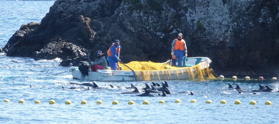Pantropical spotted dolphins are driven into the Cove, Taiji, Japan Pantropical spotted dolphins are driven into the Cove, Taiji, Japan