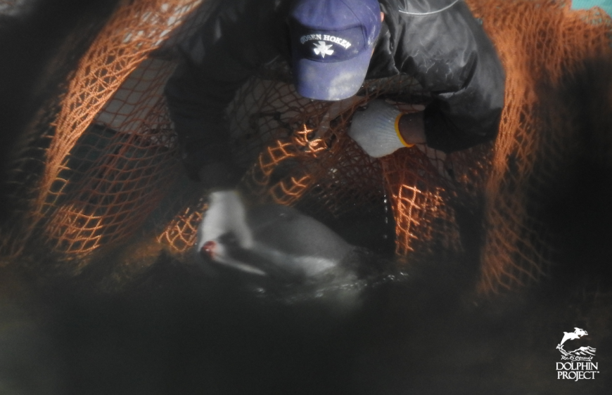 Hunters holds bloody rostrum of pantropical spotted dolphin.