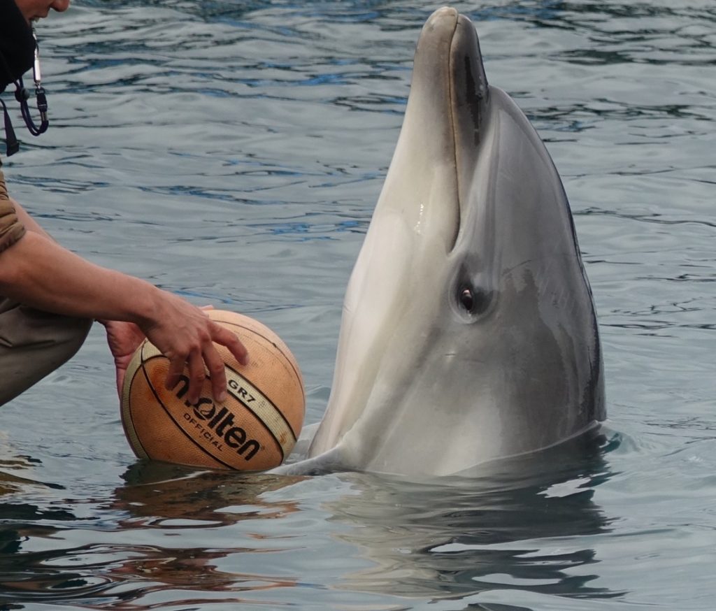 Captive bottlenose with basketball