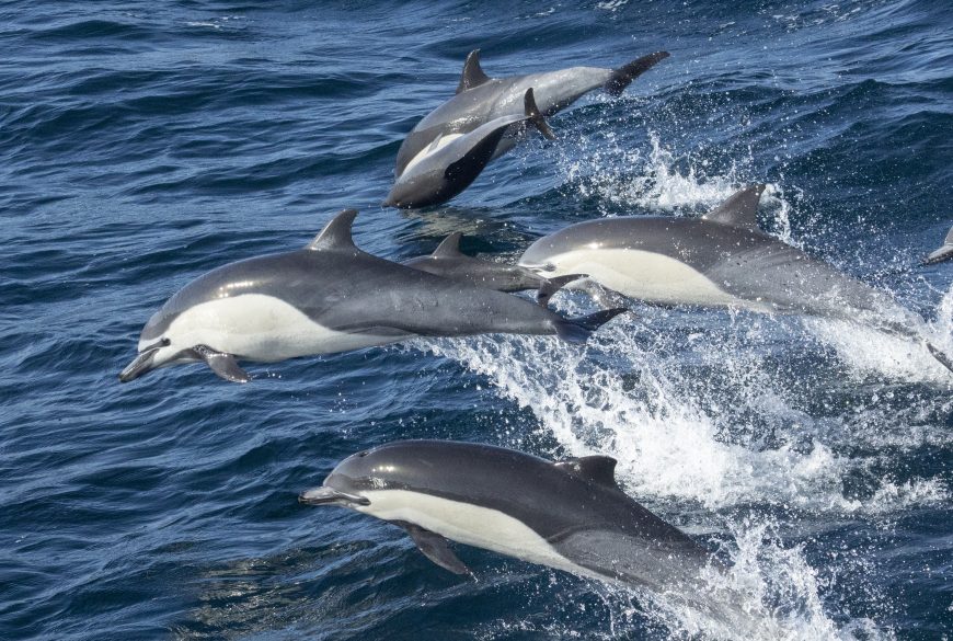common dolphins california