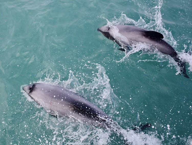 hectors dolphin