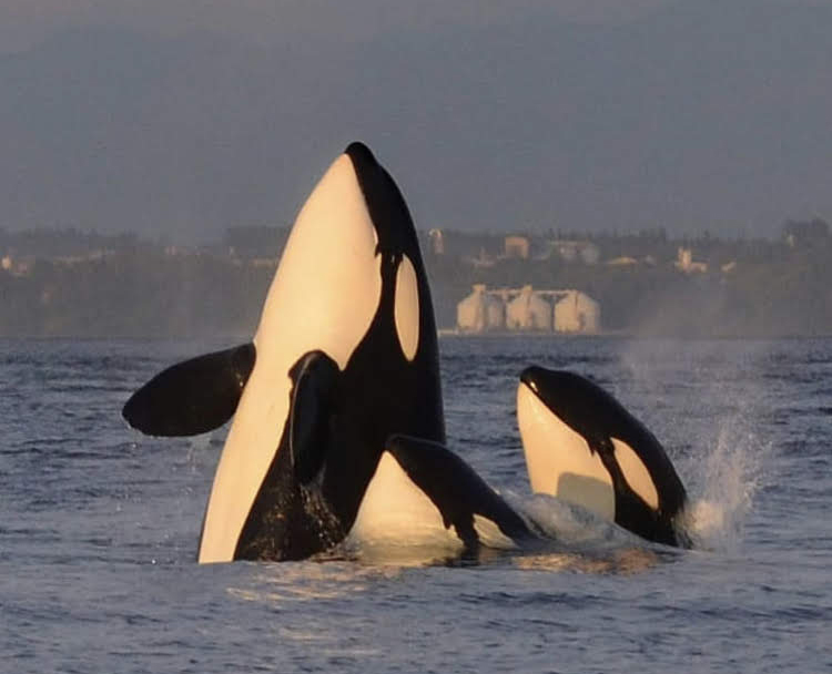 Colúmbia Britânica orcas