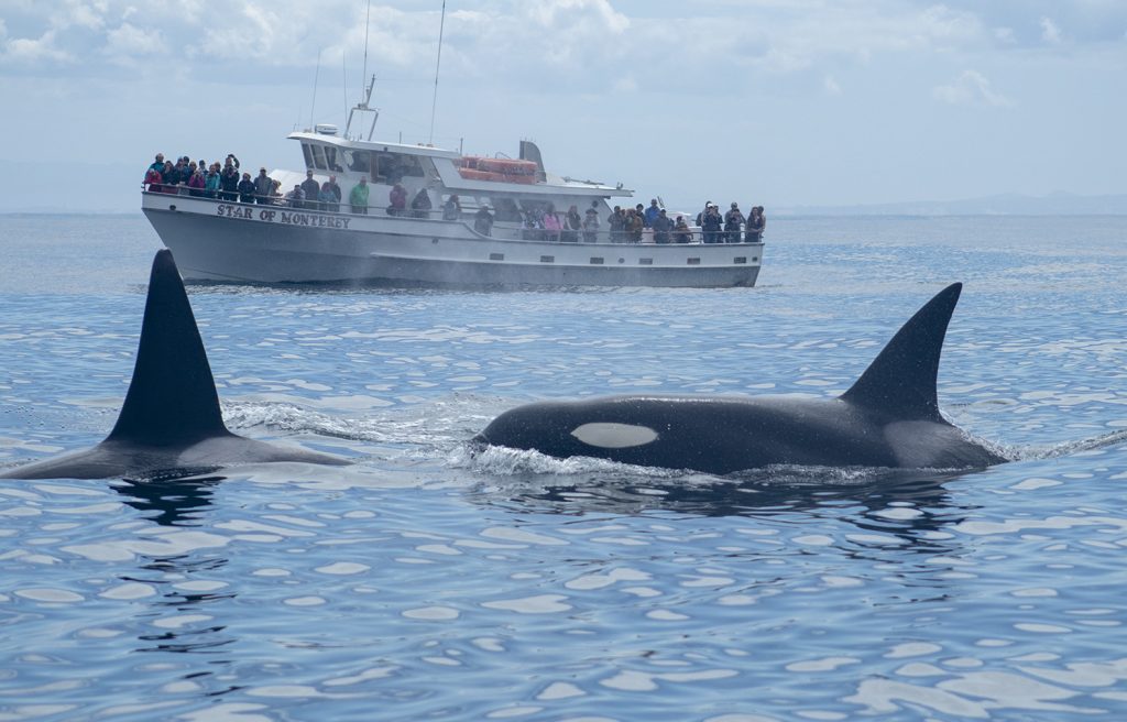 Monterey Bay Orca