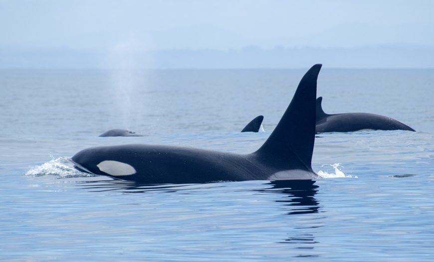Extraordinary Places to See Wild Orcas | Dolphin Project