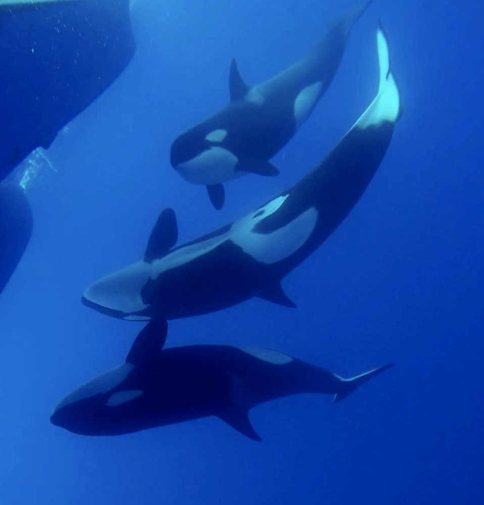 Austrália Orca