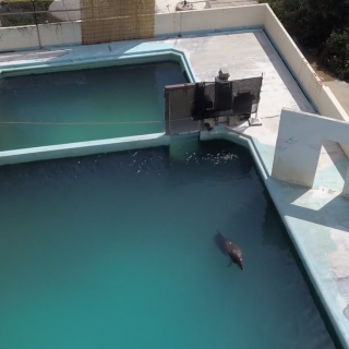 Honey the bottlenose dolphin languishes in her tank at the Inubosaki Marine Park Aquarium in Japan