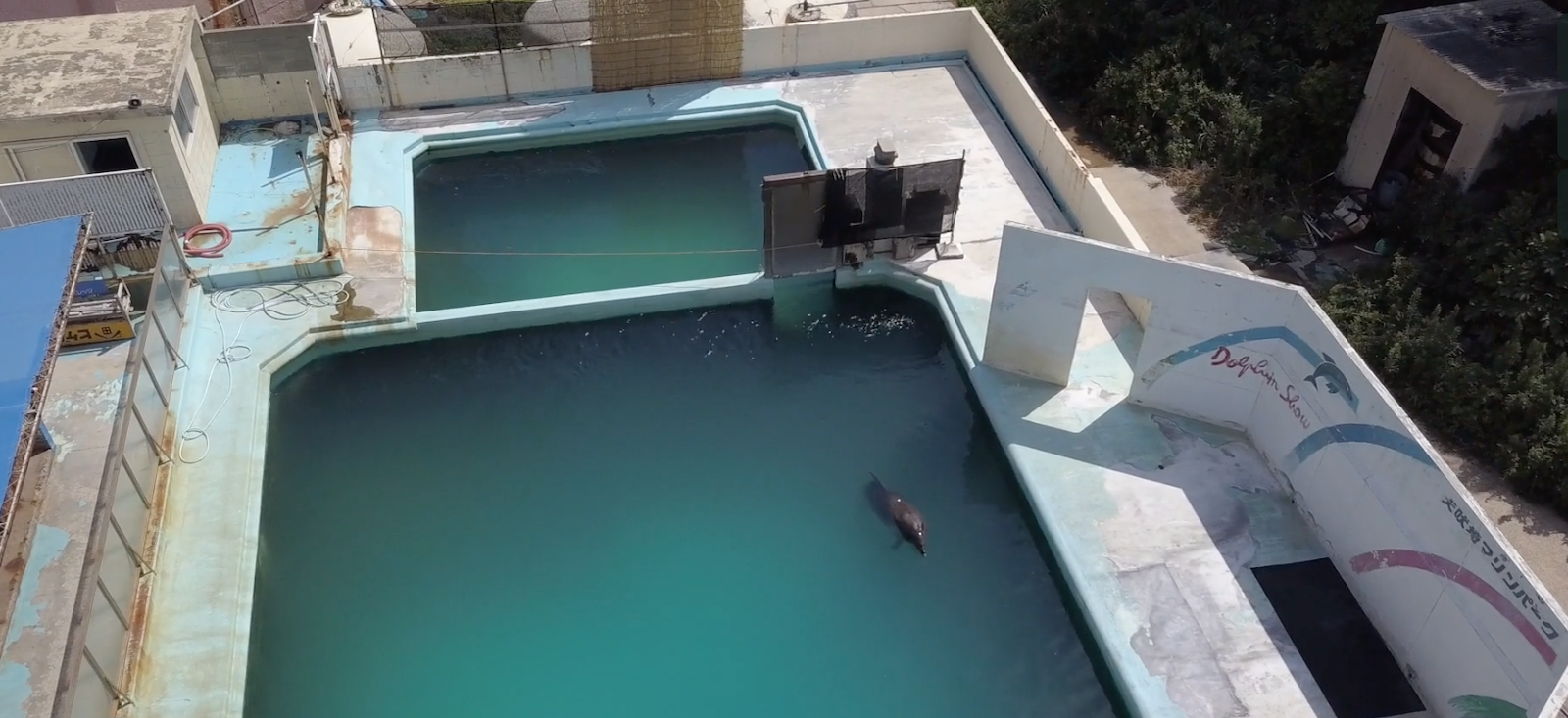 Honey the bottlenose dolphin languished in her tank at the Inubosaki Marine Park Aquarium in Japan