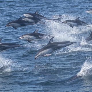 Wild Pacific White Sided Dolphins