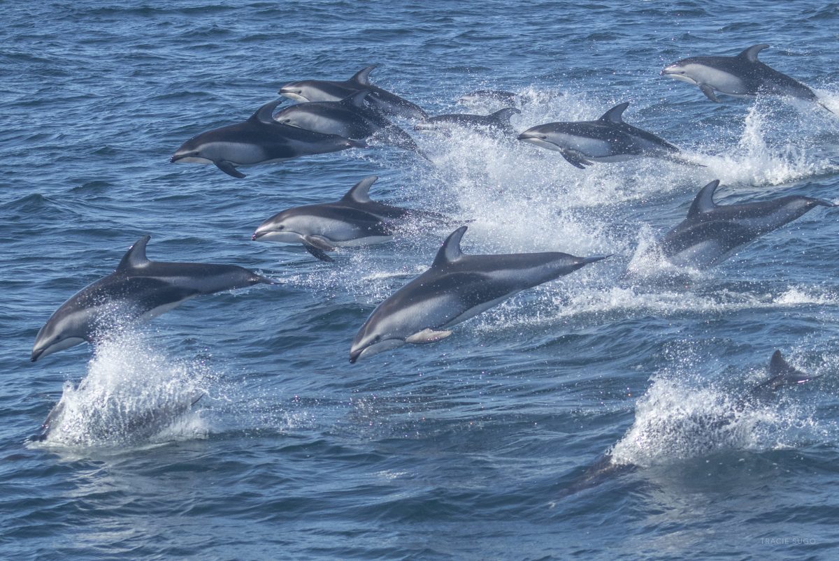 Wild Pacific White Sided Dolphins