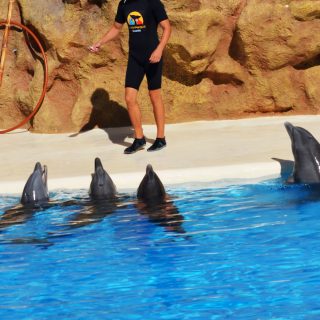 Bottlenose dolphins perform tricks for food, Loro Parque. Credit: Helene O'Barry