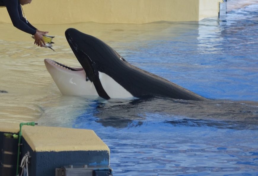 Orcas held captive at Loro Parque.