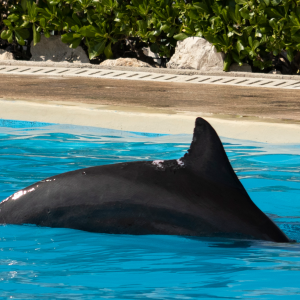 Bahia Resort 2 This dolphin was seen at the Dolphinaris inside the Grand Bahia Principe Resort with a wound on his or her back. Credit: Empty the Tanks/Dolphin Project