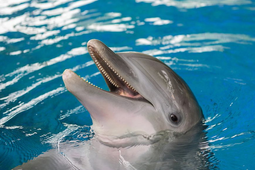 Bottlenose dolphin Maya. Credit: National Aquarium