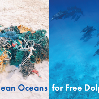 Global Beach Clean Up