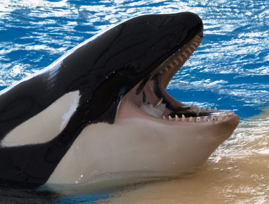 Captive orca at Loro Parque