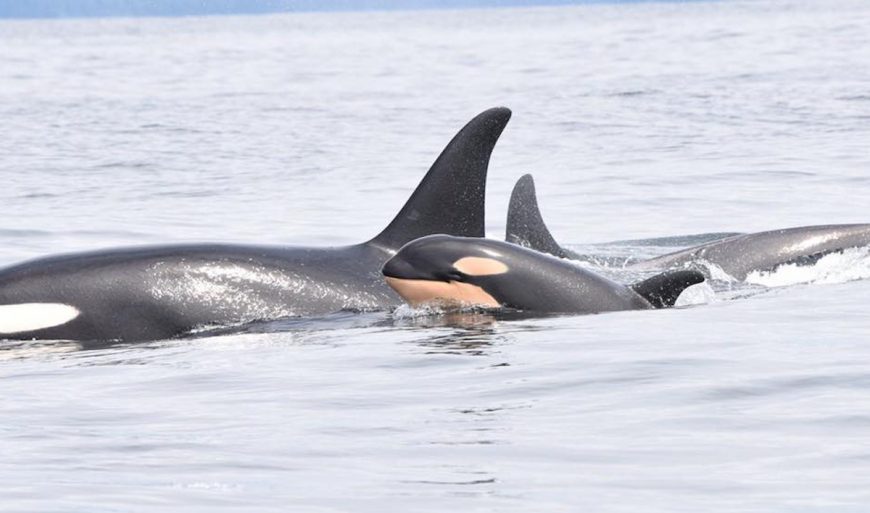 J31 swimming with calf off Vancouver Island, credit: Fisheries and Oceans Canada (DFO)