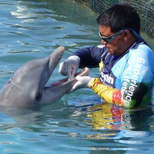 A dolphin with rake marks and a discolored rostrum gets medical treatment at Dolphin Discovery's Isla-Mujeres location. Picture Credit: Empty the Tanks/Dolphin Project