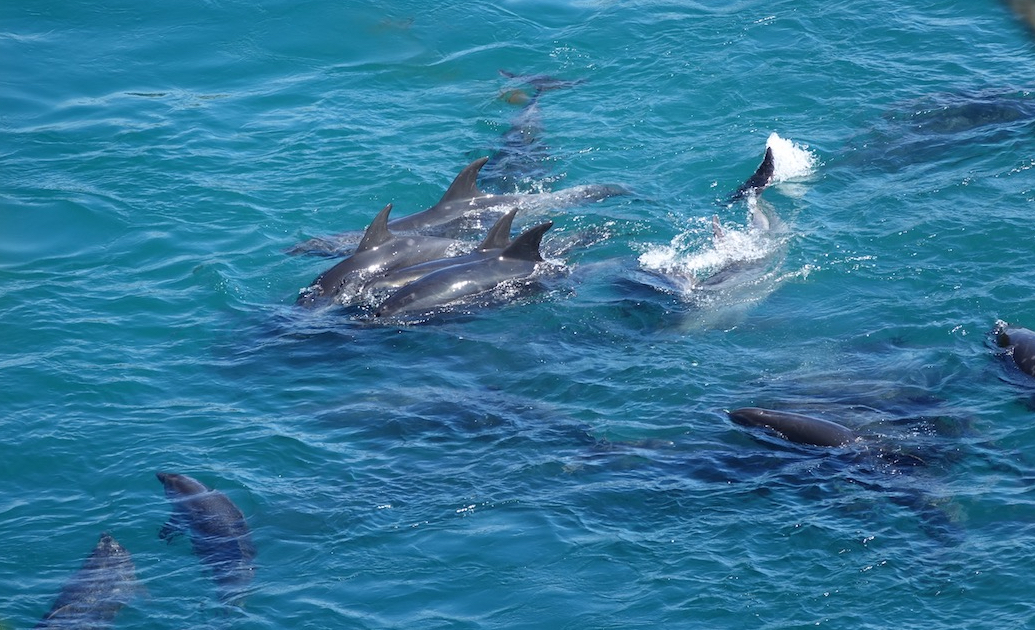 Bottlenose dolphins huddle together after being driven into the Cove, Taiji, Japan.