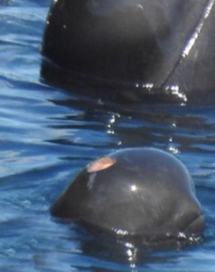 Injury seen on young pilot whale’s head, Taiji, Japan