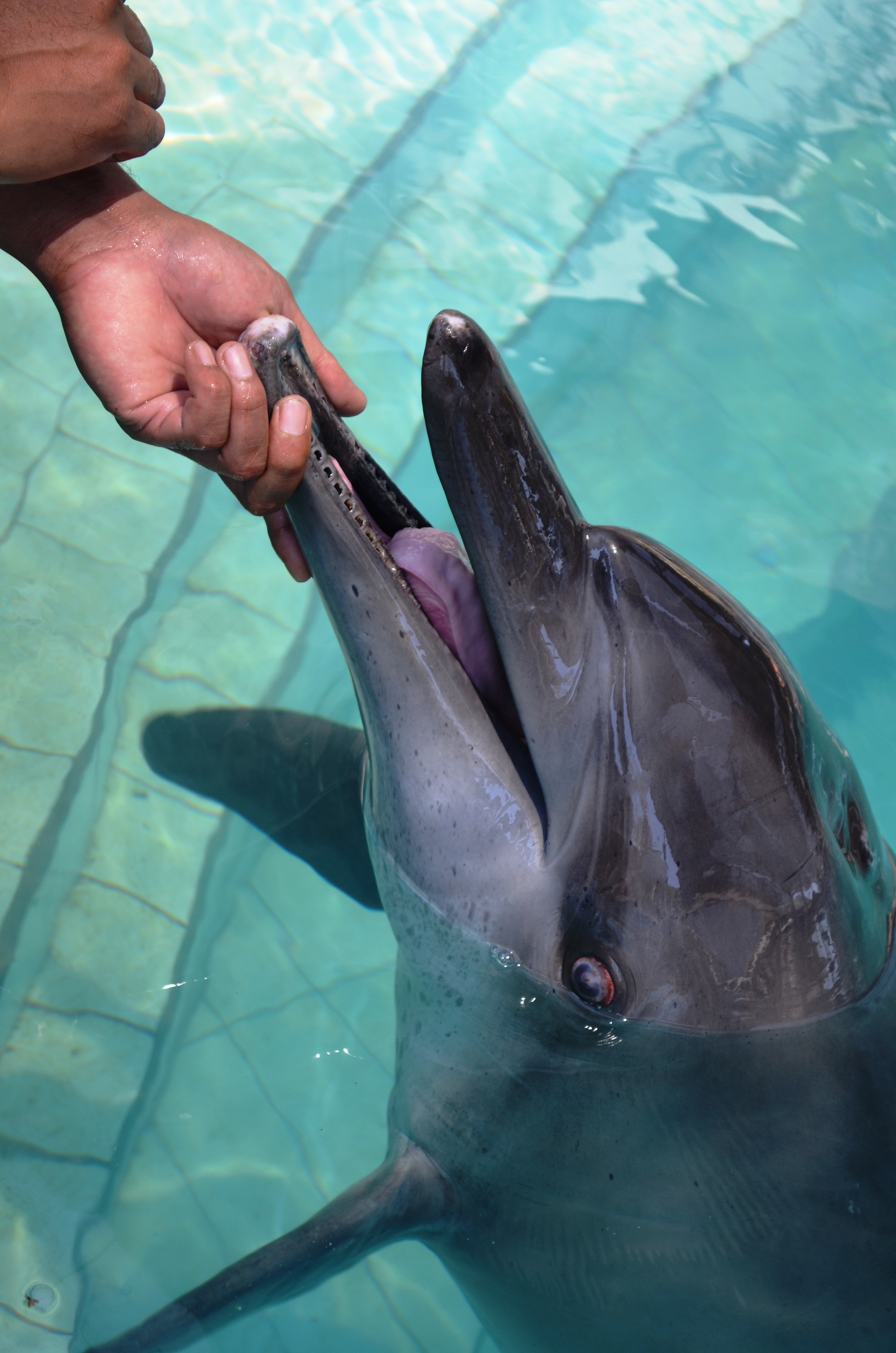 Johnny won’t likely be released back into the wild. A dolphin with no teeth cannot catch and hold on to live prey, Bali, Indonesia.