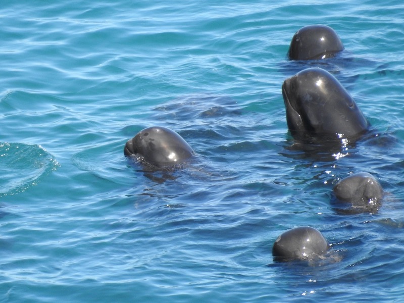 A family of pilot whales huddle together after being driven into the Cove. The entire pod was decimated, with some taken captive and the rest, slaughtered, Taiji, Japan. 