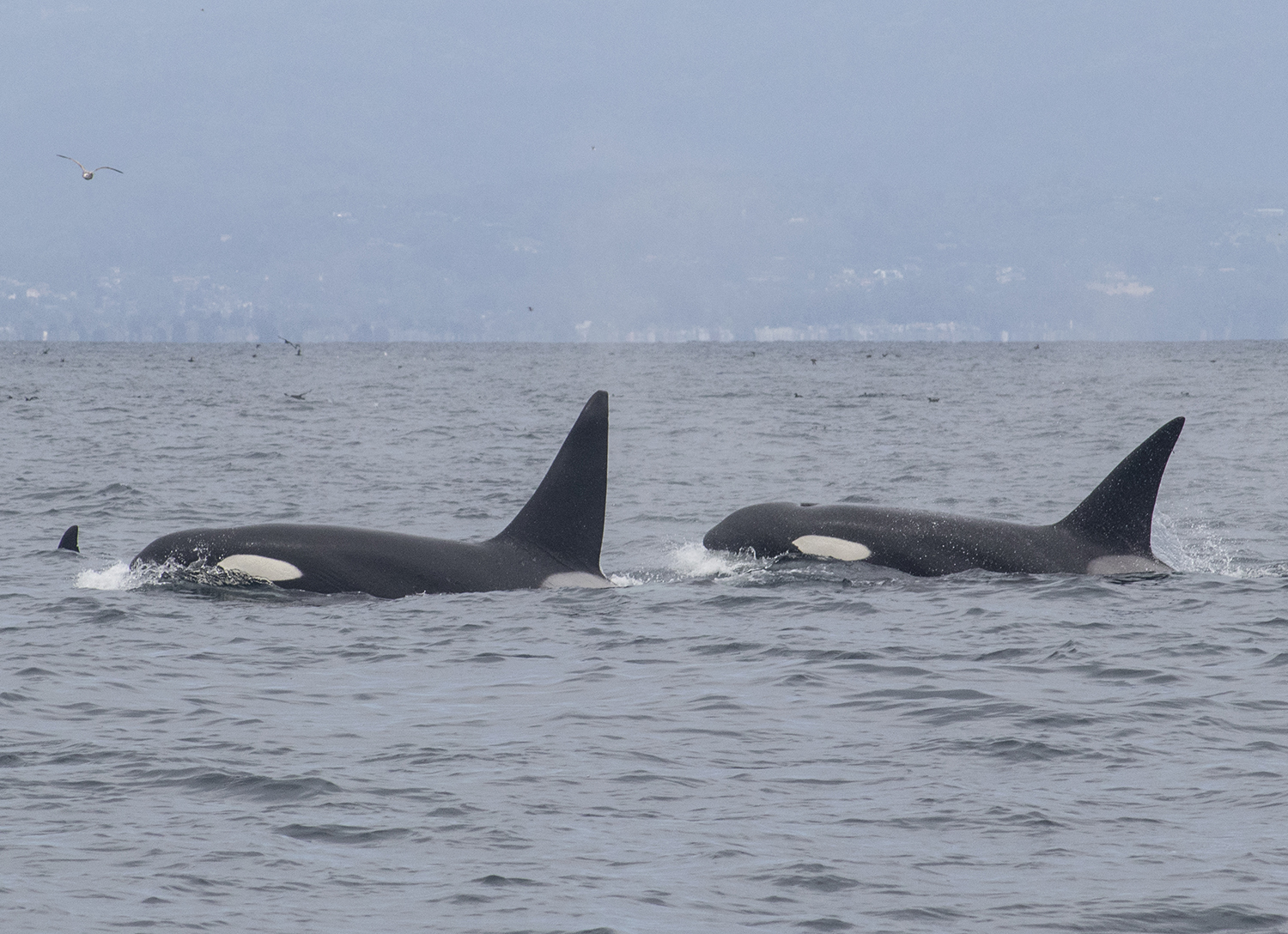 Wild orcas swimming free in Monterey Bay, California