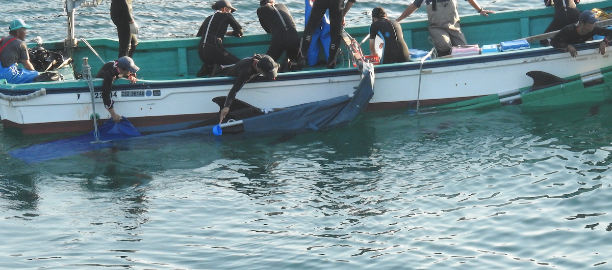 Pilot whales selected for “life” in captivity, Taiji, Japan