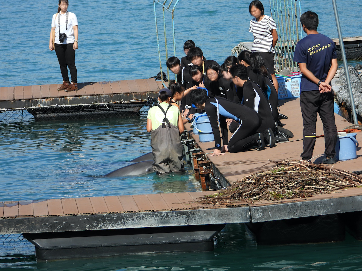 Dolphin trainers teach trainees how to command captive dolphins, Taiji, Japan