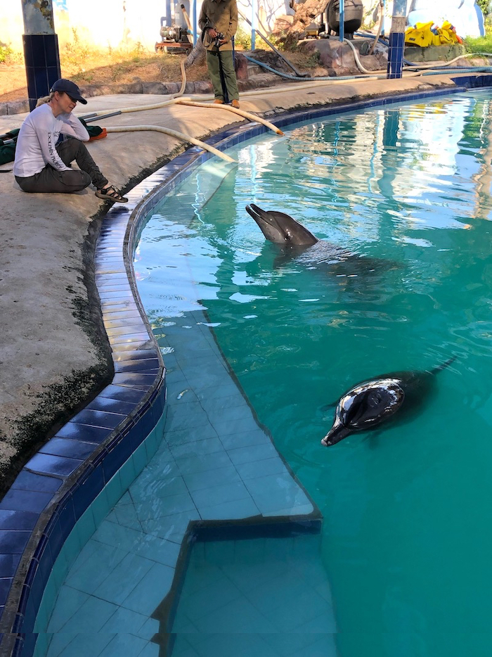 Helene O'Barry with Johnny and Dewa during their last moments in the Melka swimming pool, Bali, Indonesia.