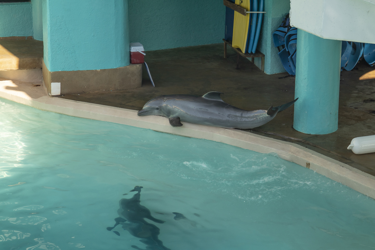 A Delphinus dolphin at the Interactive Aquarium in Cancun jumps out of the water to escape their tanks mates.