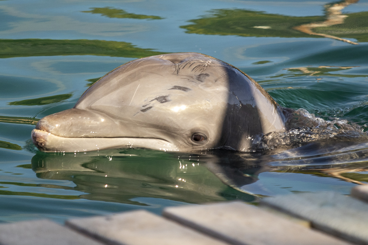A Delphinus dolphin at the Xel-Ha eco-park has injuries on it's rostrum and body.