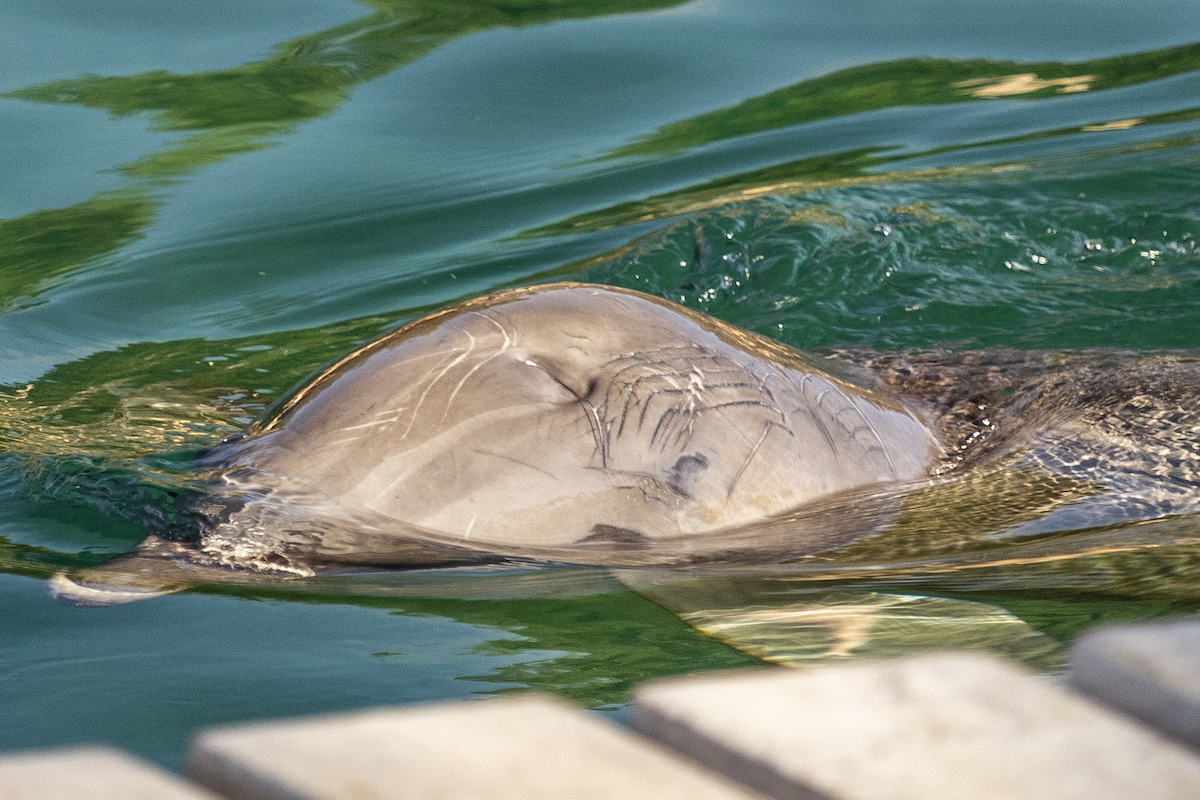 A Delphinus dolphin with deep rake marks and other injuries on his or her body.