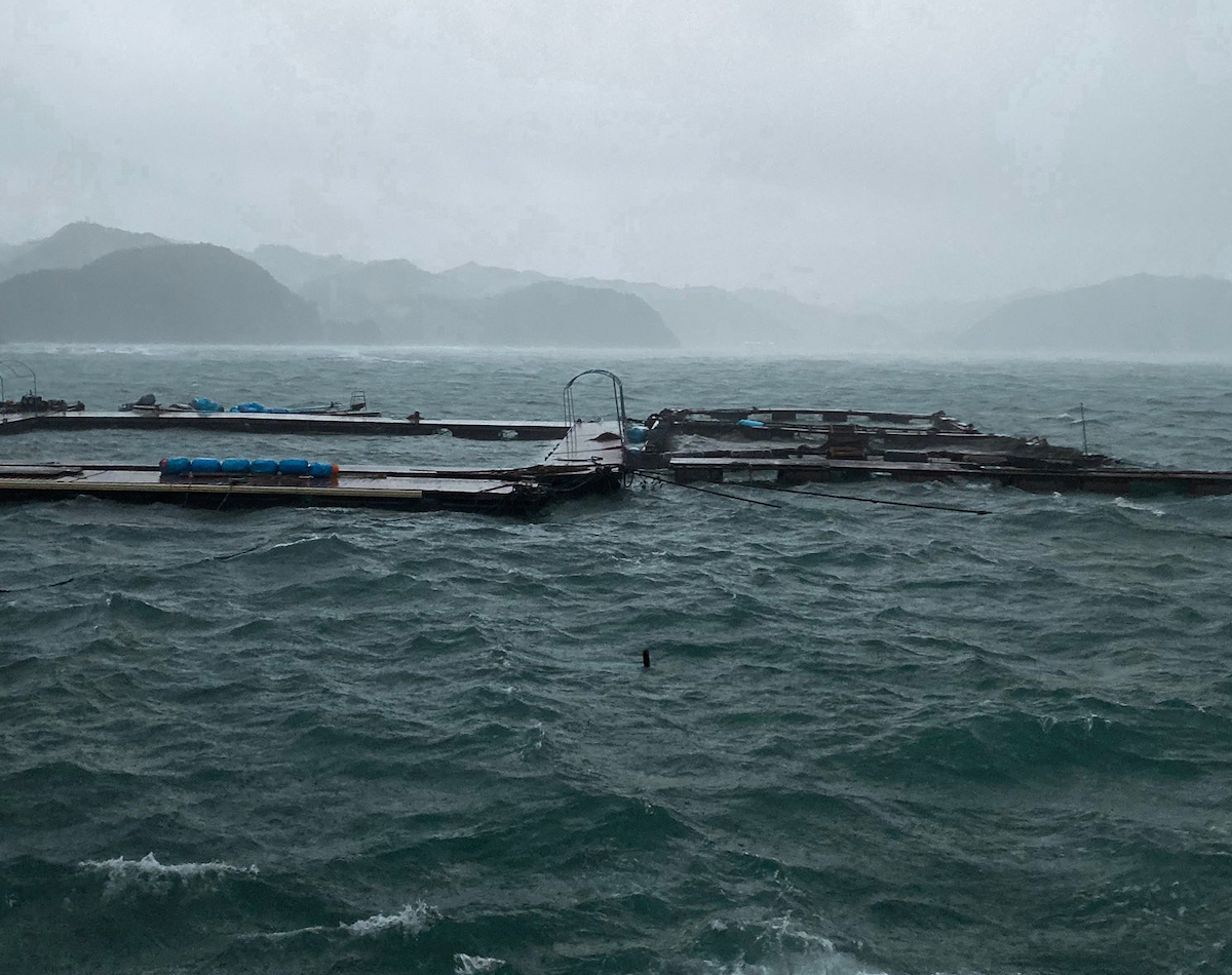 Captive dolphins fend for themselves during Taiji’s recent severe storms.