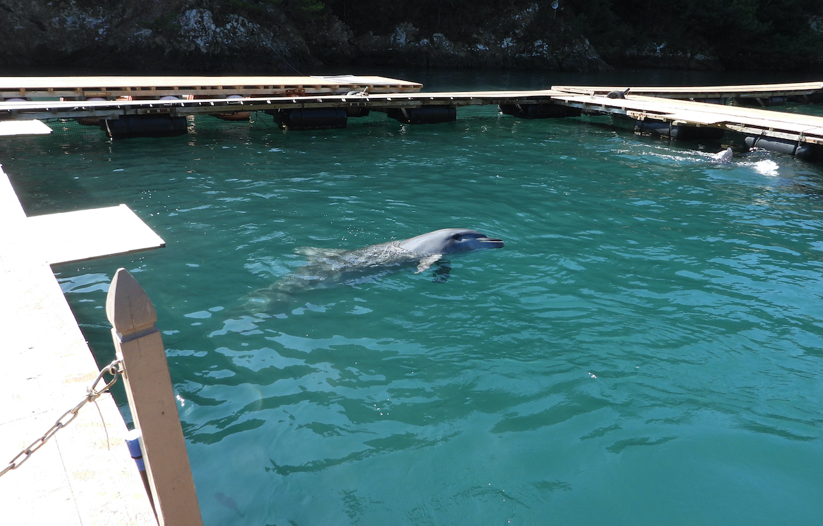 “Life” in captivity is no life at all, Taiji Whale Museum, Japan