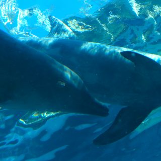 Rough-toothed dolphin with visible skin lesion swims alongside tankmates in endless circles, Taiji Whale Museum, Japan