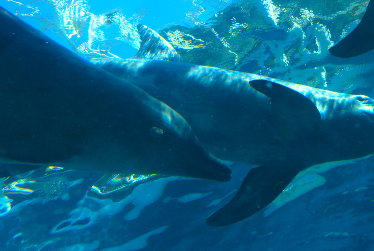 Rough-toothed dolphin with visible skin lesion swims alongside tankmates in endless circles, Taiji Whale Museum, Japan