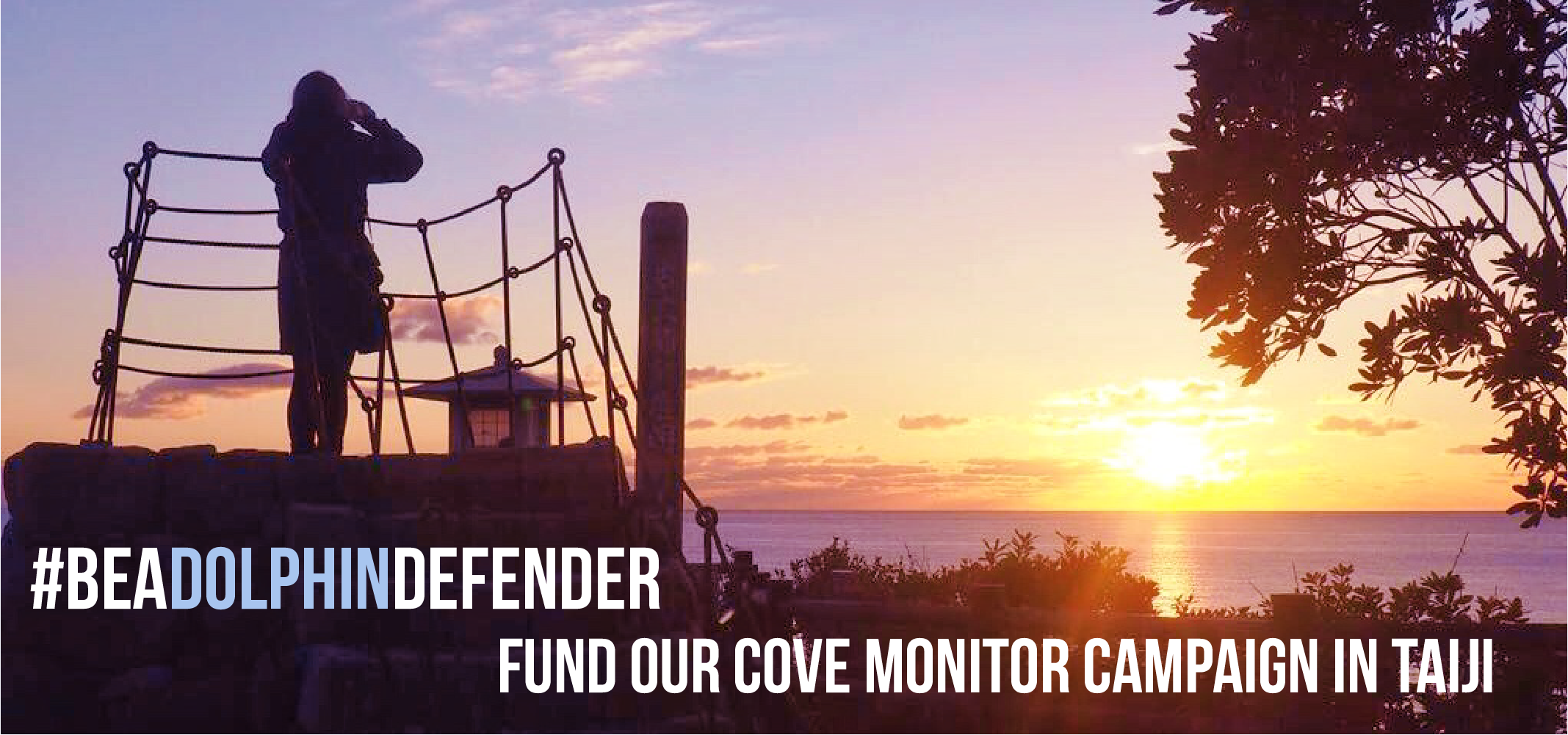 donate to cove monitor campaign taiji dolphin project