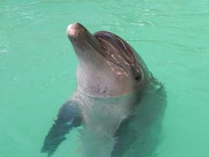 Gombloh dolphin Melka